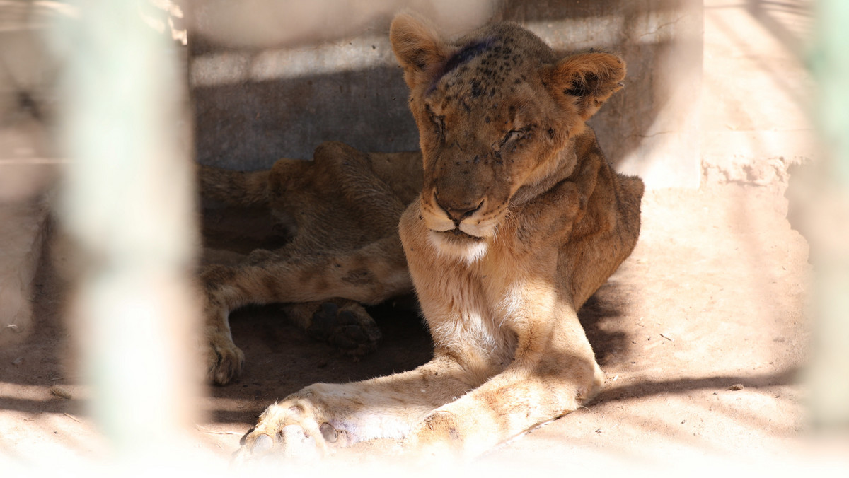 Wychudzone i chore lwy w parku w Sudanie