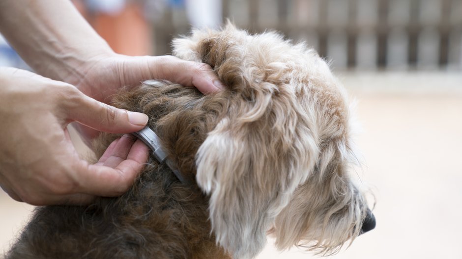 W sklepach zoologicznych dostępne są obroże przeciw pchłom i kleszczom-  tatomm/stock.adobe.com