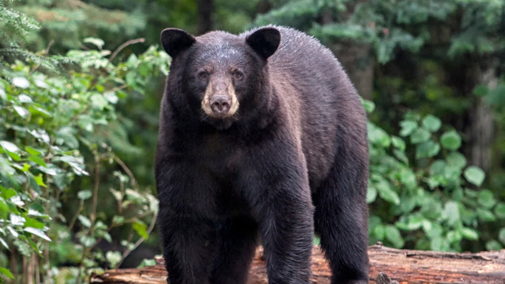 Medveď čierny
