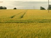 <strong>Przeznaczenie działki</strong><br /><br />

Doradcy Metrohouse zwracają uwagę, że wielokrotnie w ofertach działka figuruje jako budowlana. Niestety po analizie dokumentacji wyraźnie widać, że mamy do czynienia z gruntami rolnymi, których proces odrolnienia może być długotrwały i kosztowny, albo działkami przeznaczonymi pod budownictwo usługowe czy przemysłowe, co uniemożliwi uzyskanie zgody na budowę domu. Dlatego zawsze należy weryfikować przeznaczenie działki w planach zagospodarowania przestrzennego dostępnych w urzędzie gminy. Jeśli rzeczywiście działka figuruje jako budowlana, z planów dowiemy się, jakie są parametry techniczne budynku – m.in. wielkość zabudowy, wysokość budynku, kształt dachu, itp. W przypadku braku miejscowego planu należy sprawdzić zapisy studium uwarunkowań i kierunków zagospodarowania przestrzennego. Z ww. materiałów dowiemy się także, czy dopuszcza się w ogóle budowę domu na działce o tej wielkości. Niekiedy zbyt mała działka może powodować brak możliwość wzniesienia domu. Można także wystąpić o warunki zabudowy, który określa m.in. maksymalną powierzchnię zabudowy. Jest to cenna informacja, która pozwoli nam zorientować się, czy wielkość naszych planowanych zabudowań pokrywa się z prawem miejscowym.<br /><br />