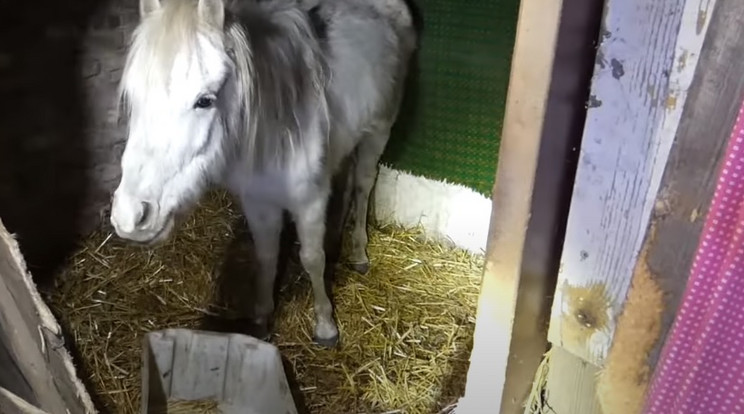 Egy csepeli házaspár borzalmas körülmények között tartott otthonában különböző állatokat / Fotó: police.hu