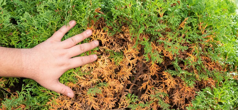 Tuje brązowieją od środka? Koniecznie wypróbuj te sposoby, a uratujesz rośliny