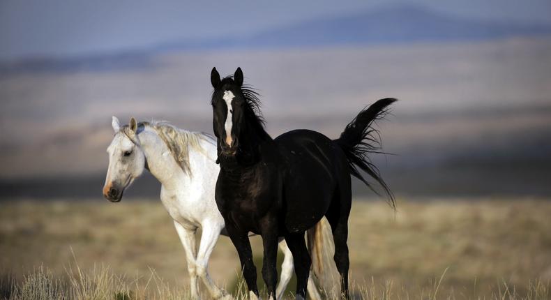 Wild horses