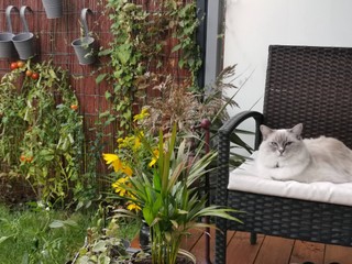 Twój kot jest wychodzący? Możesz dostać za to surowy mandat