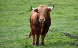 Niemieckie cielęta nielegalnie eksportowane na Bliski Wschód umierają w męczarniach