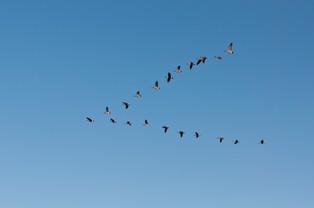 Ogniska ptasiej grypy w Polsce. W których województwach?