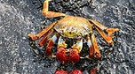 ECUADOR - GALAPAGOS - FAUNA