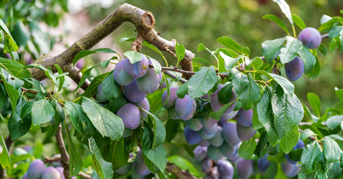 Rozsyp to pod śliwami. W przyszłym sezonie będą uginać się od owoców