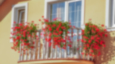 Pelargonie - najpopularniejsze kwiaty na balkon. Jak je pielęgnować, aby kwitły długo i obficie?