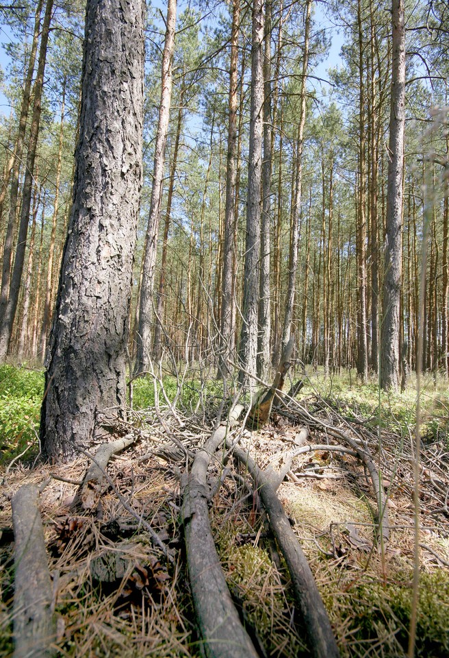 TRZEBIEŻ LASY SUSZA OBSERWACJA ZAGROŻENIE POŻAROWE