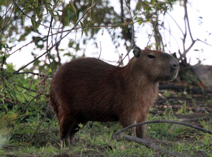 Wenezuela - Los Llanos