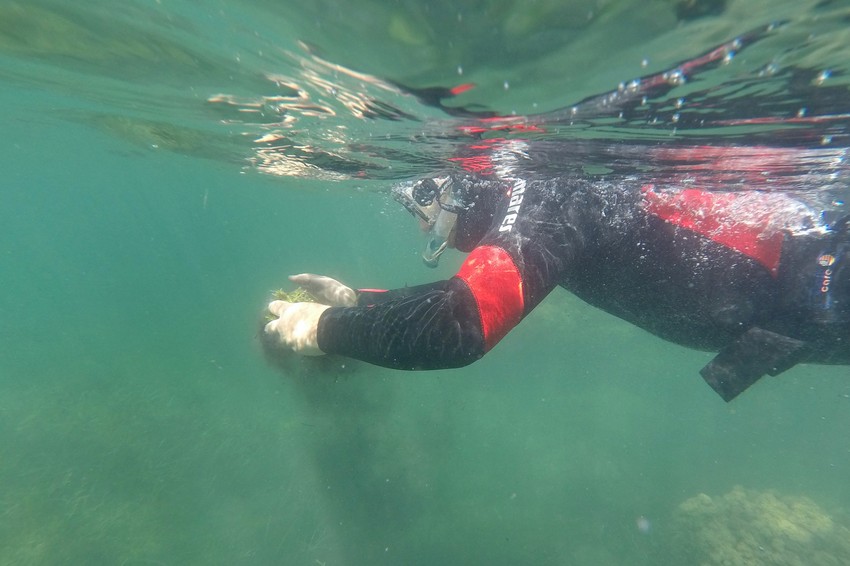 Opasne alge se šire Jadranom