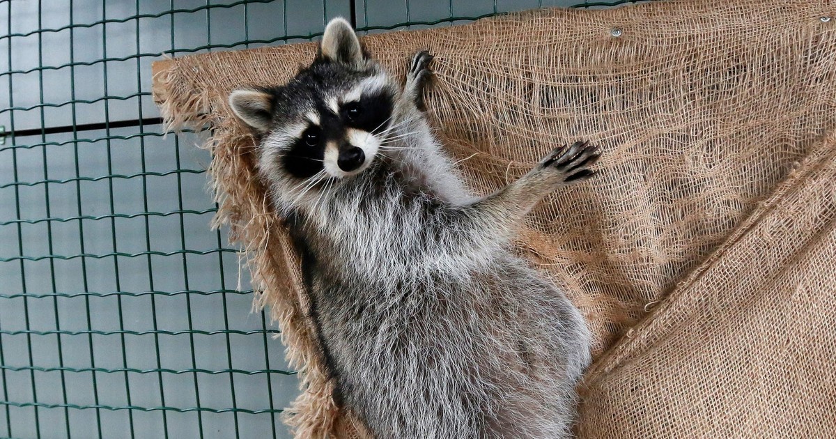 Baby raccoon euthanized after woman took it to a pet store and let ...