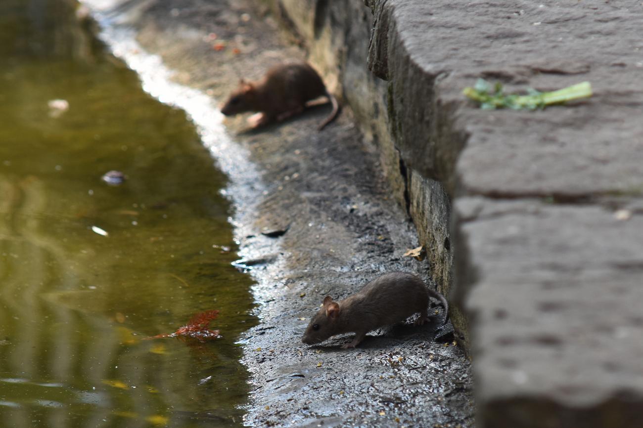 Im Zentrum von Belgrad gibt es mehr als 100.000 Ratten, die sehr gefährlich sind