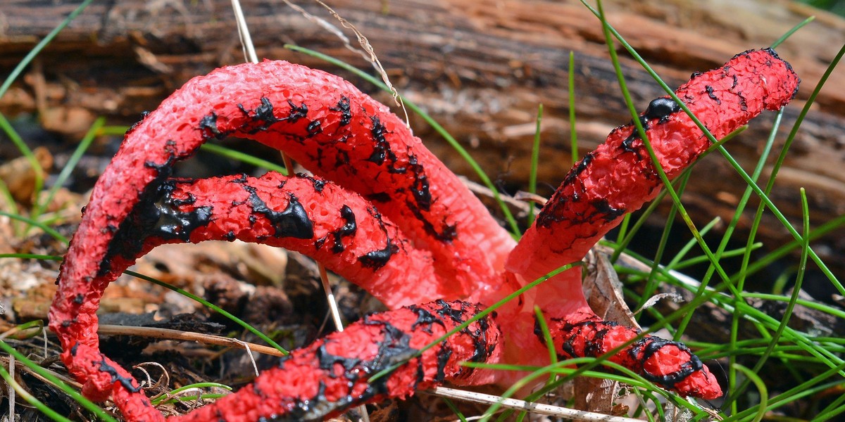 Okratek australijski, zwany "palcami diabła" rośnie w lasach od lipca do października.