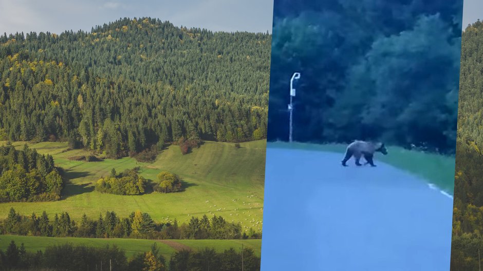 Niedźwiedź w Pieninach. Nagrano go w Sromowcach Wyżnych