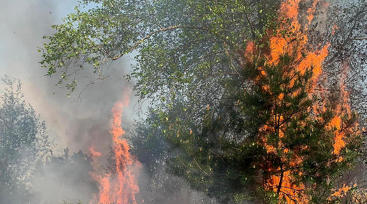 Az esőzések ellenére továbbra is érvényben marad a tűzgyújtási tilalom / Illusztráció: Northfoto