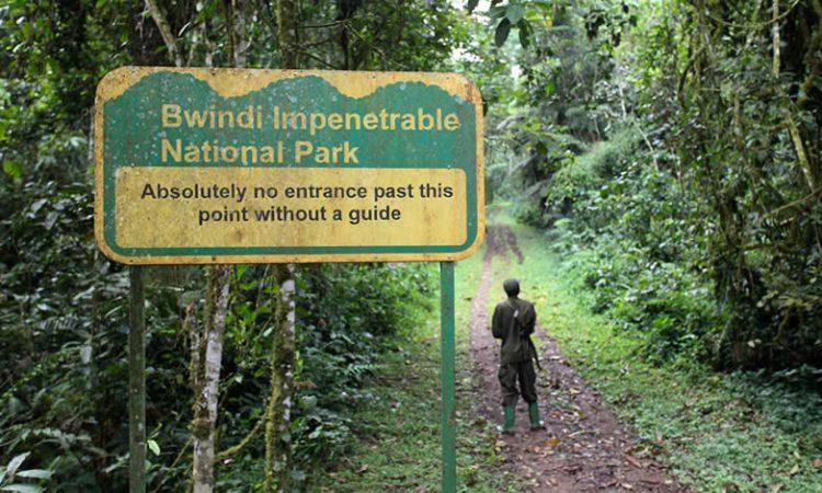 Bwindi Impenetrable National Park Walking