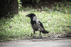 "Danas me je NAPALA VRANA  usred Beograda, uradila sam samo ovo, a ona je krenula na mene! Kad mi je KANDŽOM dotakla glavu - mislila sam da ću UMRETI"