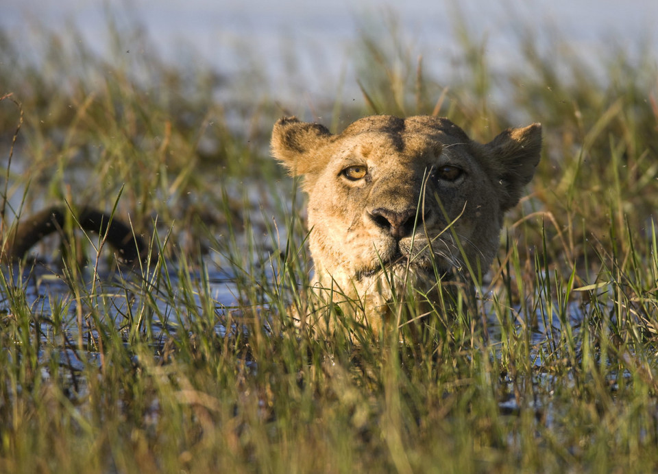 Delta Okavango