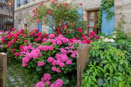 ŠEST NAJLEPŠIH CVETOVA koje možete da gajite u bašti, a mirišu kao vaš OMILJENI PARFEM