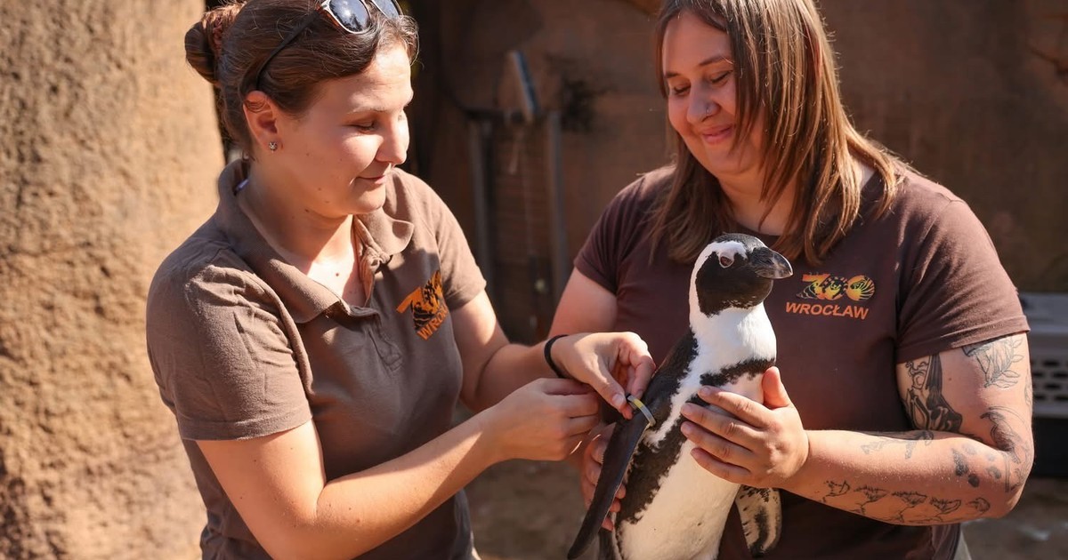 Pingwiny w zoo dostały nowe obrączki