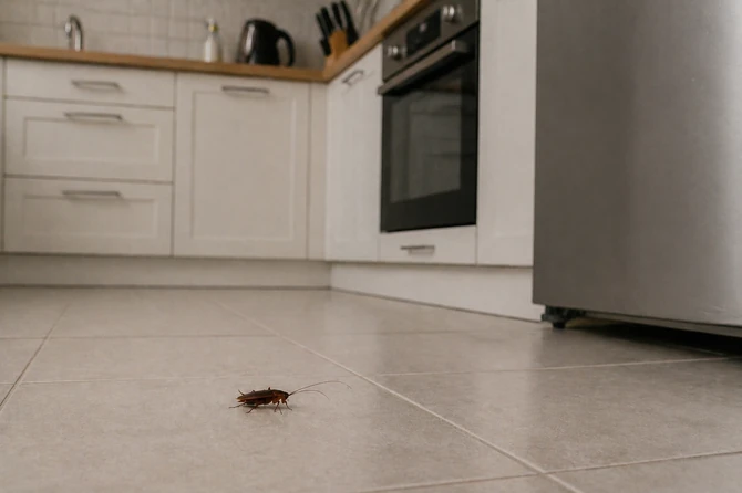 Lovorov list odbija bubašvabe