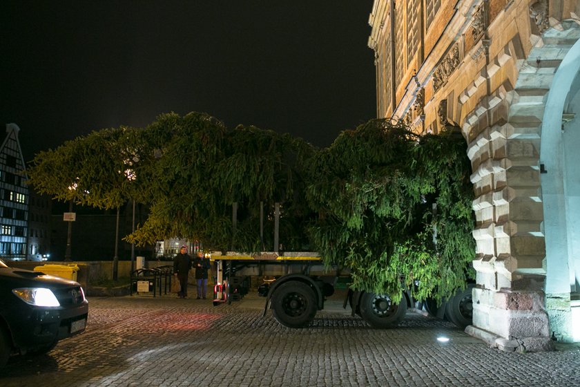 W Gdańsku jest już choinka