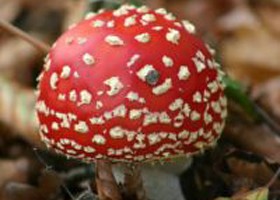 gombamergezes-amanita-muscaria-280x200-d0000068Ce10868fa1e09