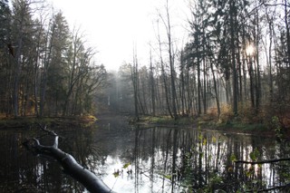 LP przebudują stawy w Lesie Miejskim koło Giżycka. Inwestycja może być zaprzeczeniem retencji wody