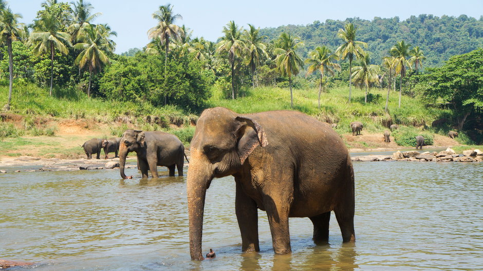 Słonie, Sri Lanka