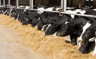 Europa Południowa stoi przed dylematem masowego uboju zwierząt z powodu braku paszy