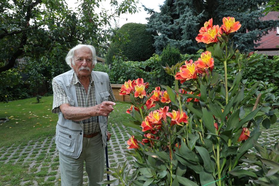 Bálint gazda még most is
a kertjében érzi magát a legjobban, noha gondozni már nem tudja növényeit /Fotó: Grnák László
