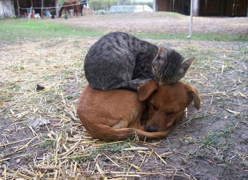 Takiej przyjaźni między kotem a psem nie widzieliście