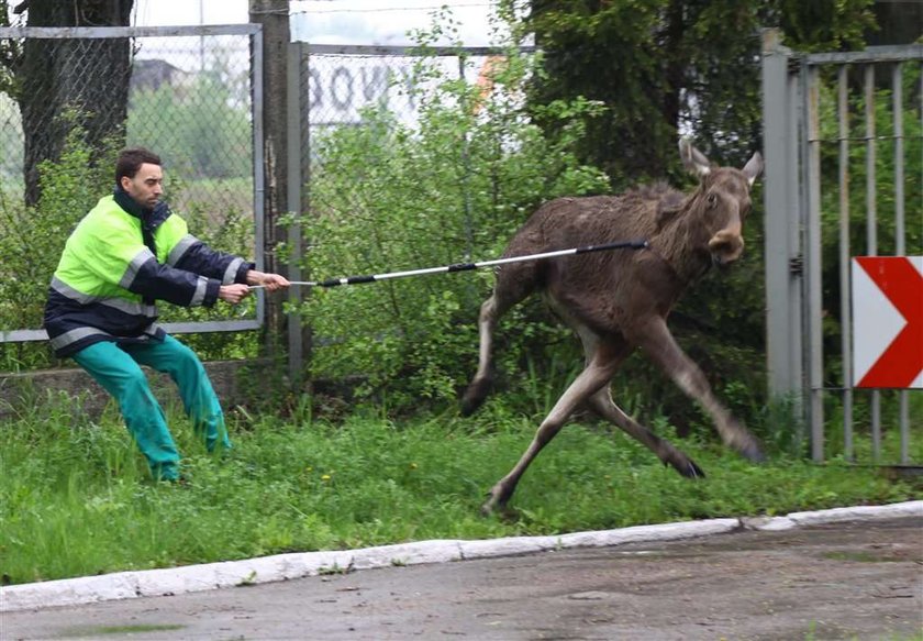 Łoś przyszedł na policję