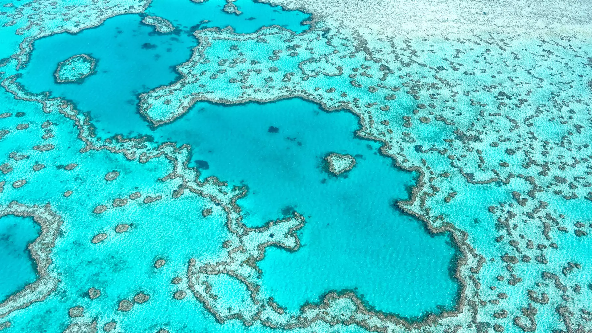 NASA stworzyła grę, dzięki której pomożemy uratować rafy koralowe