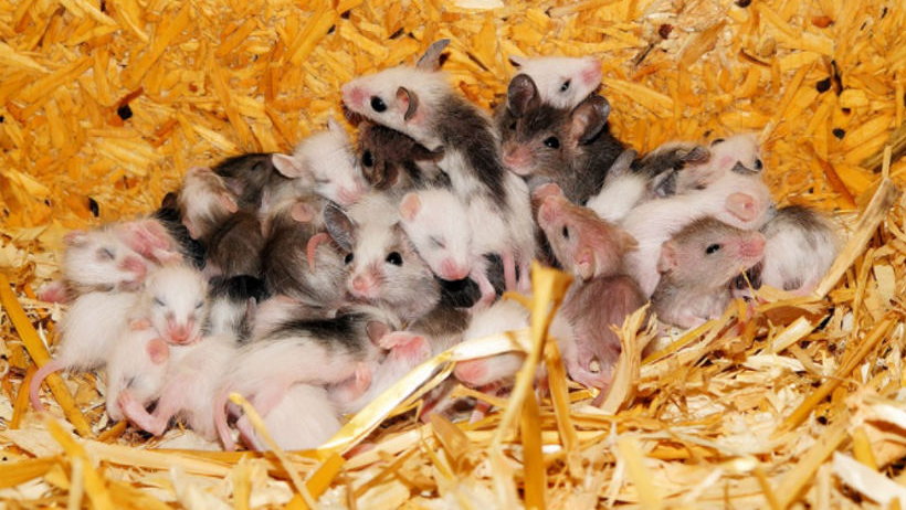 Na świat przyszły myszy, które mają dwóch ojców, fot. Pixabay / Kapa65