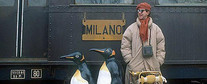 Galeria Joe &amp; Sally - podróżujące pingwiny, obrazek 1