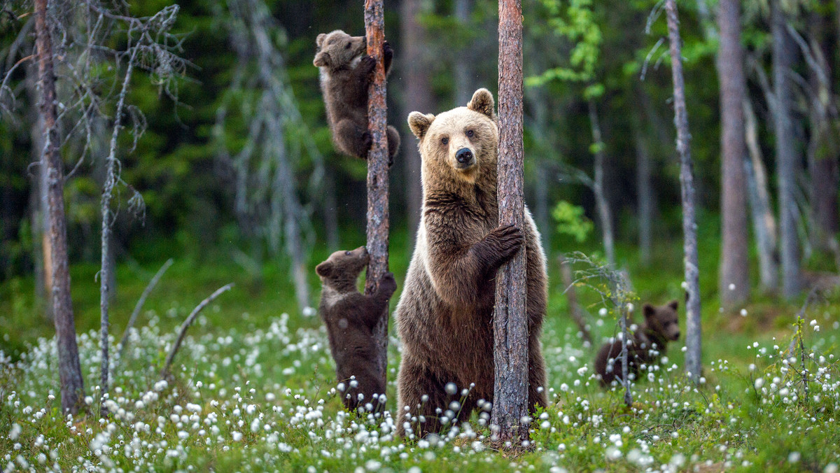 Co robić w lesie, gdzie są niedźwiedzie? Leśnik zaskakuje