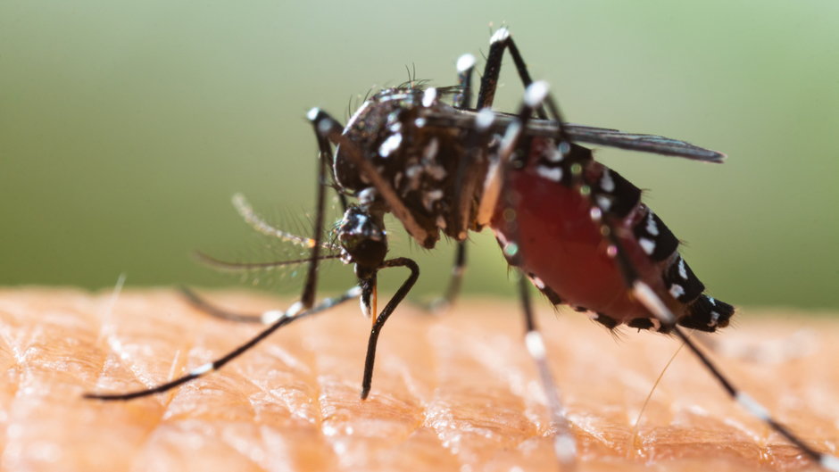 Denga jest infekcyjną chorobą tropikalną, wywoływaną przez wirusa dengi i przenoszoną przez komary (zdj. ilustracyjne)