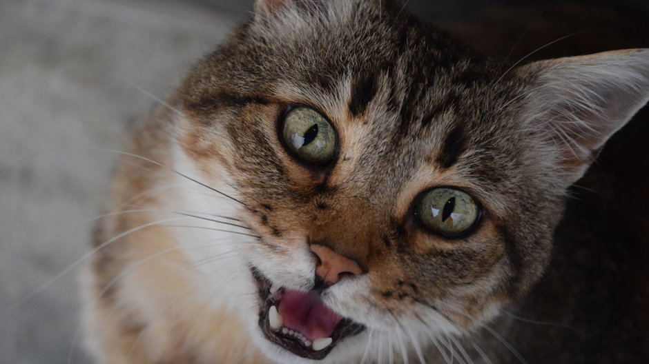 Dlaczego koty miauczą? - ClaraMD/pixabay.com