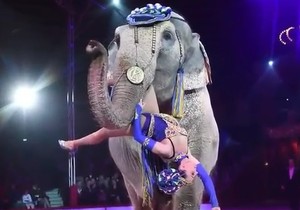 Slon, cirkus, sc youtube