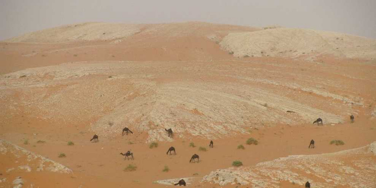 Camels grazing in Saudi Arabia.