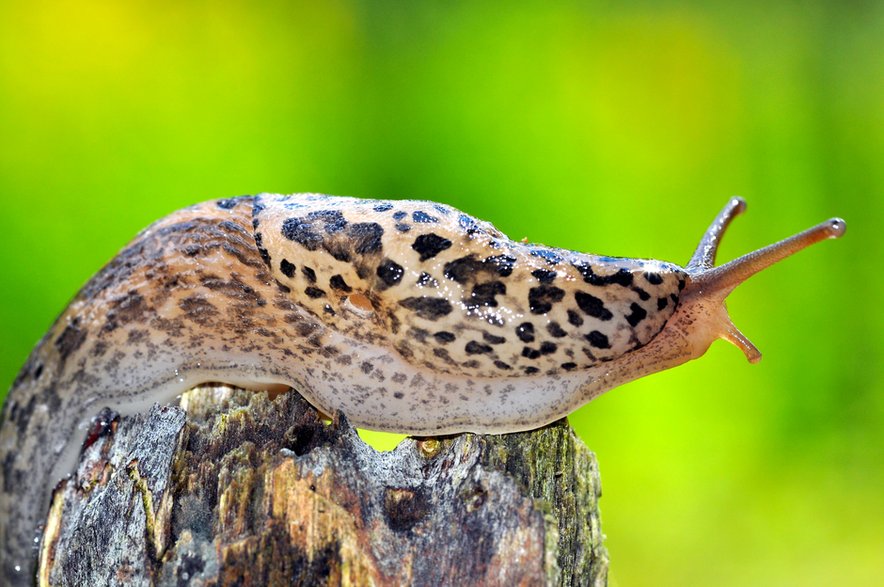 Pomrów wielki (Limax maximus)