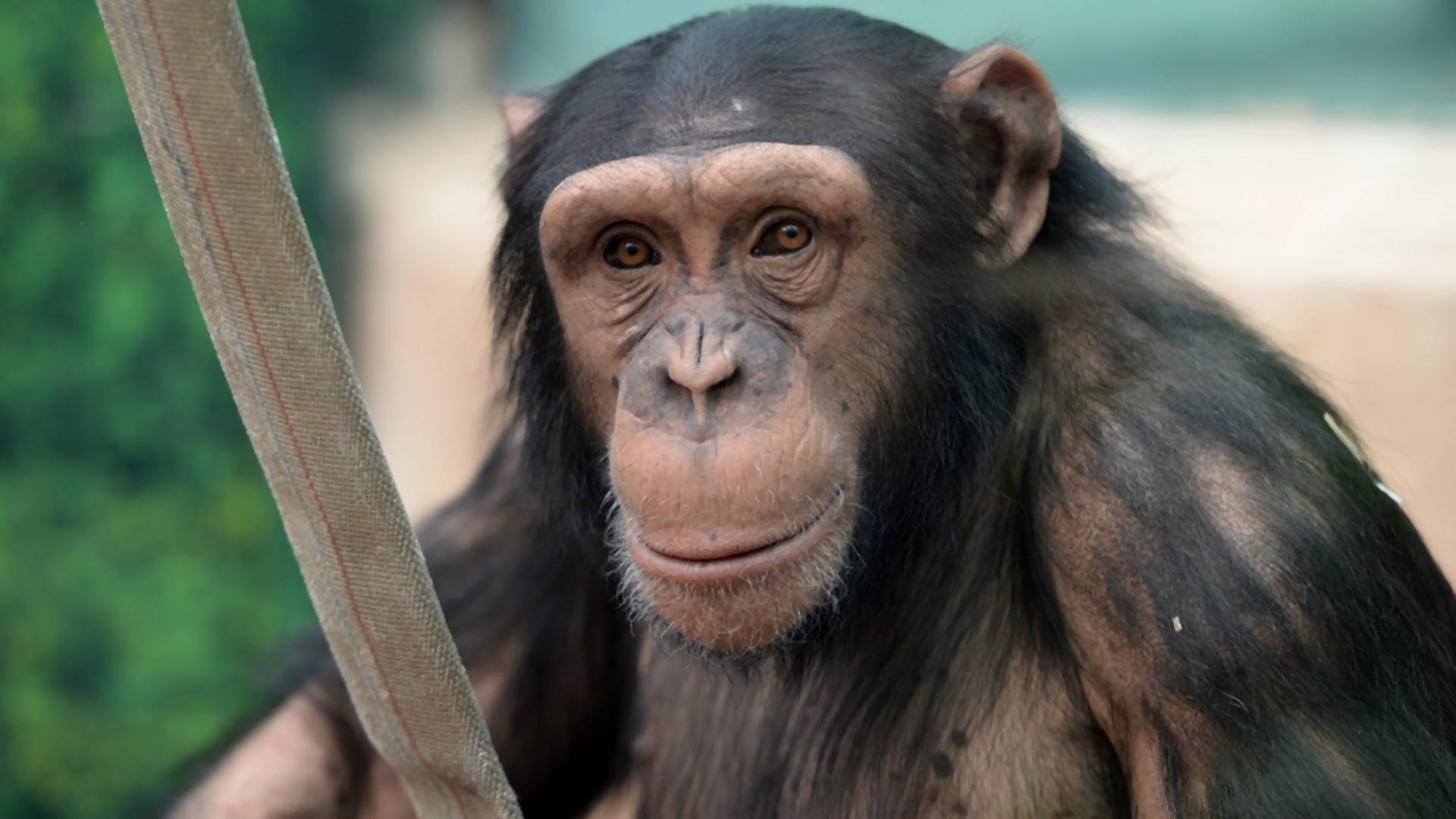 Otkrivena vrsta majmuna koja ima više sličnosti sa ljudskim precima nego šimpanza