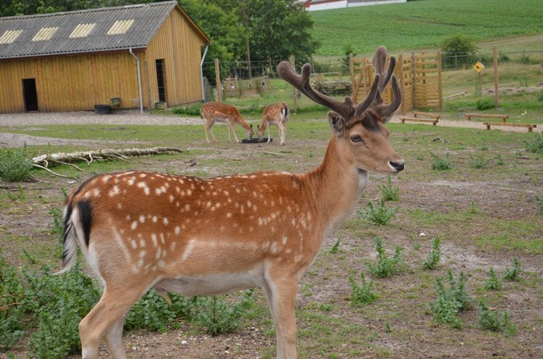 zoo sarna dania