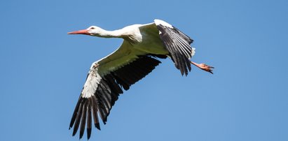 Bocian zbudował sobie wieżowiec. Nie do wiary ile to może ważyć!