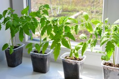 Kiedy siać pomidory na sadzonki? Kiedy siać pomidory w domu? Jak wyhodować pomidory z nasion krok po kroku?