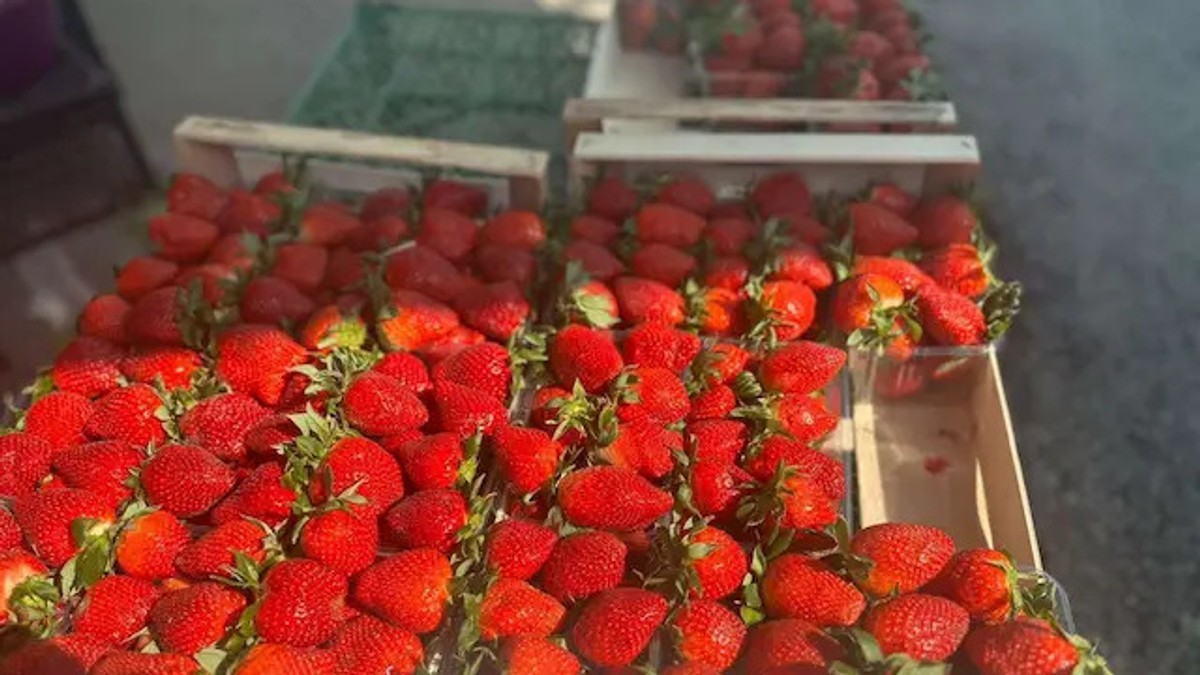 STIGLE PRVE JAGODE NA PIJACE U SRBIJI Cena PAPRENA, evo koliko košta 600 grama