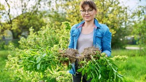 Co 4 lata byliny wieloletnie, zimujące w gruncie podziel i przesadź w inne miejsce